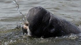 A manatee drinks from a water hose in a lagoon at the Kennedy Space Center in Cape Canaveral, Florida May 14, 2011