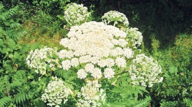 Giant Hogweed Plant 