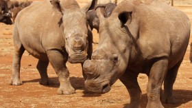 Rhinos from South Africa