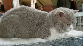 poodle cat