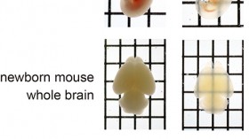 Mouse embryo and mouse brain before and after treatment with SeeDB