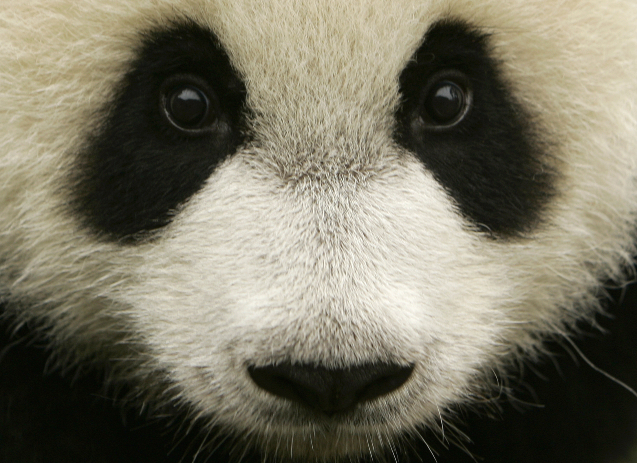 Giant Panda Adapts to Environmental Changes Due to Strong Immune System