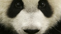 Giant panda