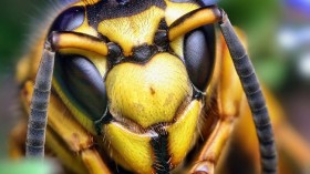 Face of a Southern Yellowjacket Queen (Vespula squamosa)