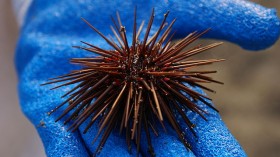 sea urchin