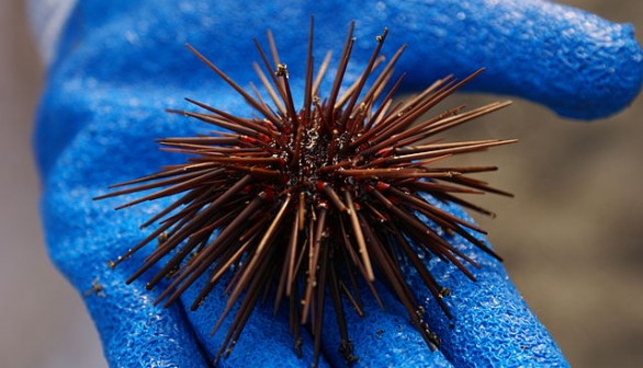 sea urchin