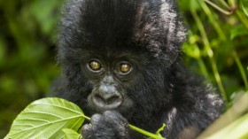 Gorillas in Congo