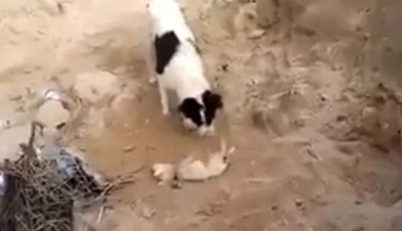 Dog Buries Puppy in Iraq 