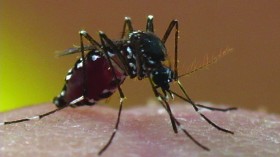 Tiger Mosquito New Jersey 