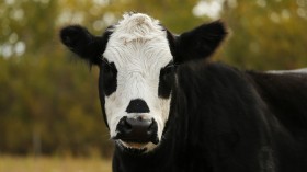 Cow