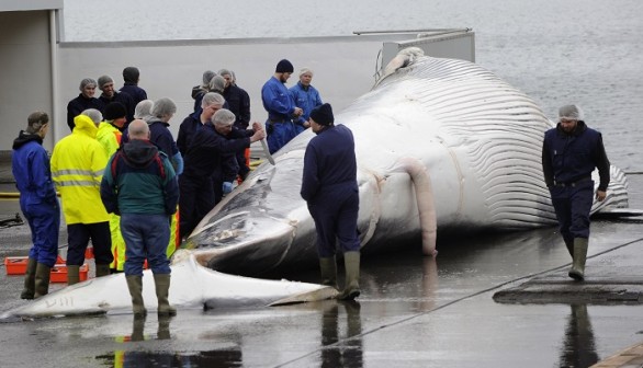 Workers cut up a finwhale at a port in Reykjavik June 18, 2013. The first finwhale of the whaling season is brought to land in Hvalfjord, Iceland, just outside of Reykjavik.