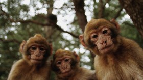 Macaques