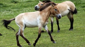 Przewalski's Horses