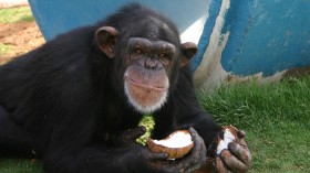 Pumpkin, a 24-year-old chimpanzee at the Alamogordo Primate Facility, N.M., loves coconuts and kiddie swimming pools. APF is a chimpanzee reserve where no research is conducted. 