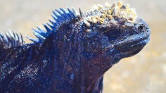 Marine iguanas