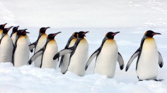 King penguins