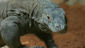 Komodo dragon 