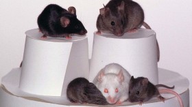 Cloned mice from 1998 