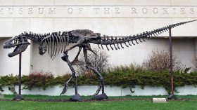 A bronze cast of the Wankel T. rex at the Museum of the Rockies