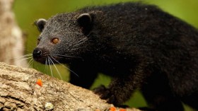 Taronga Zoo Debuts Binturong Baby