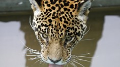 A jaguar drinks water at the Parque de Las Leyendas Zoo in Lima, August 10, 2012