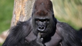 Silverback Gorilla Joins London Zoo