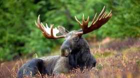 Male Moose