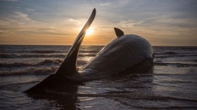 Sperm Whales Beached In Skegness