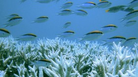 Corals are seen at the Great Barrier Reef in this January 2002 handout photo