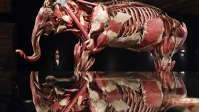 The Natural History Museum Launch Their Latest Exhibition 'Animal Inside Out'