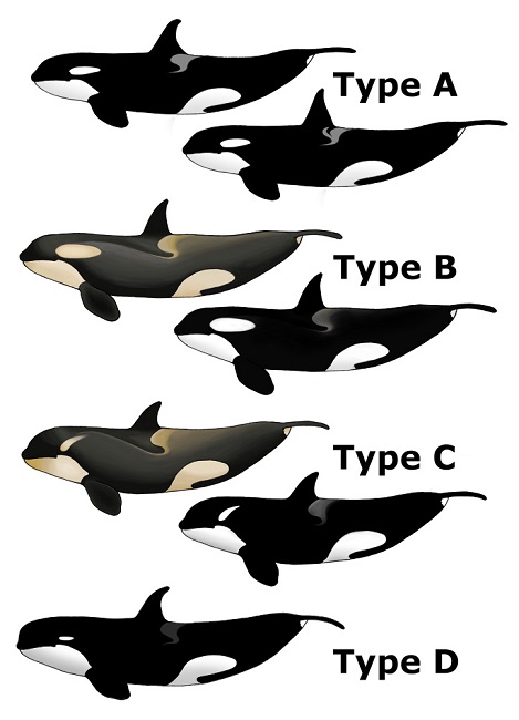 Mutant 'Type-D' Orca may be a New Species of Killer Whale | Nature