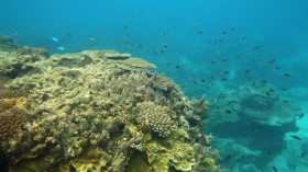 Scenes Of Lady Elliot Barrier Reef Eco Island
