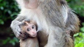 Wild Macaques Welcome Dragon Boat Festival