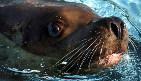 Steller Sea Lion