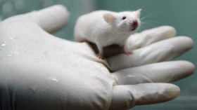 White Rats Used For Gene Therapy Research At The State Key Laboratory of Biotherapy