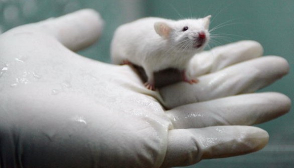 White Rats Used For Gene Therapy Research At The State Key Laboratory of Biotherapy