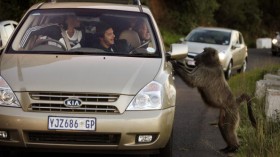 Rogue Baboons Become Menace In South Africa