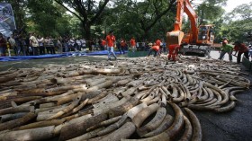 A back hoe destroys confiscated smuggled elephant tusks at the Parks and Wildlife center in Quezon City, Metro Manila on June 21, 2013