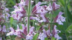 Flowing sage plant 