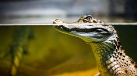 Caiman crocodilus -- spectacled caiman  