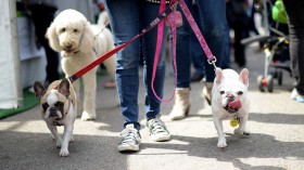 Dogs walking