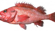 Rougheye Rockfish