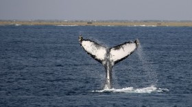 A humpback whale performs a tail slap on the surface of the water off the shore of the southern Japanese island of Okinawa March 8, 2008