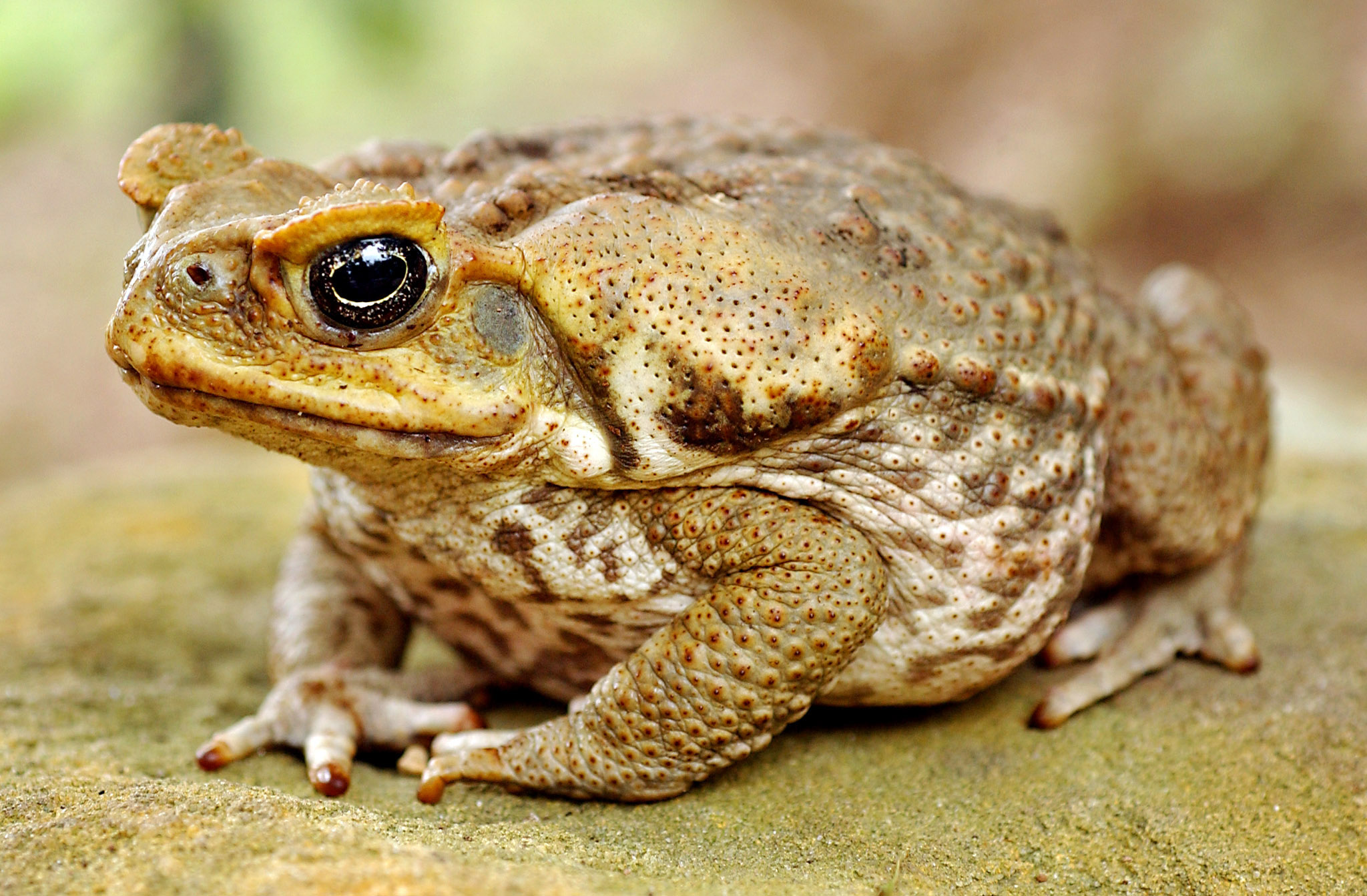 Deadly Cane Toads have Nearly Wiped out Dwarf Crocodile Population in