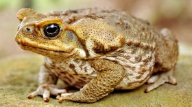 cane toad in Australia