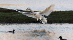 Bewick's swan