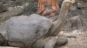 Lonesome George 