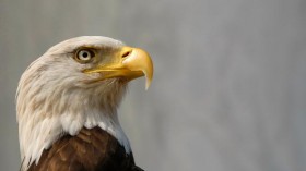 Bald eagle