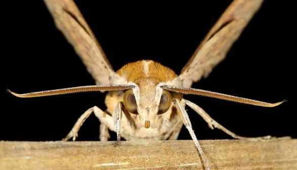 A hawkmoth 