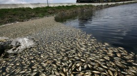 Dead carp and bream in Hurtado reservoir in Mexico 